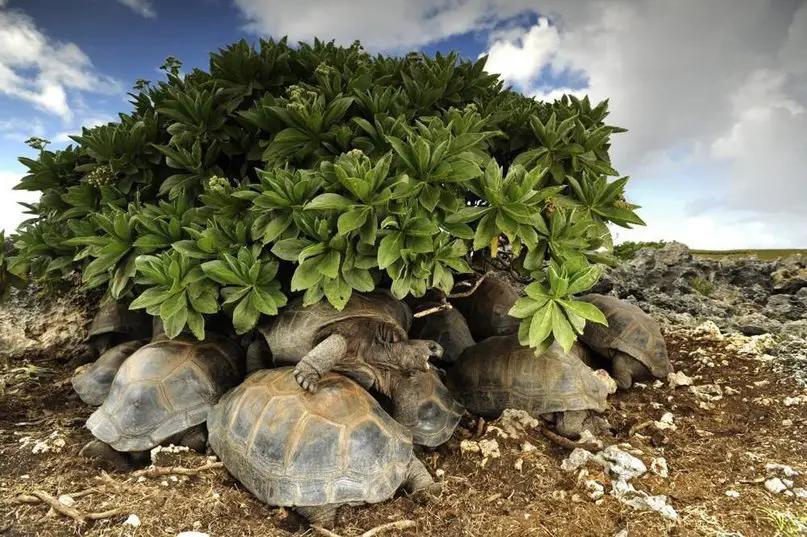 Лучшие фотографии от National Geographic.