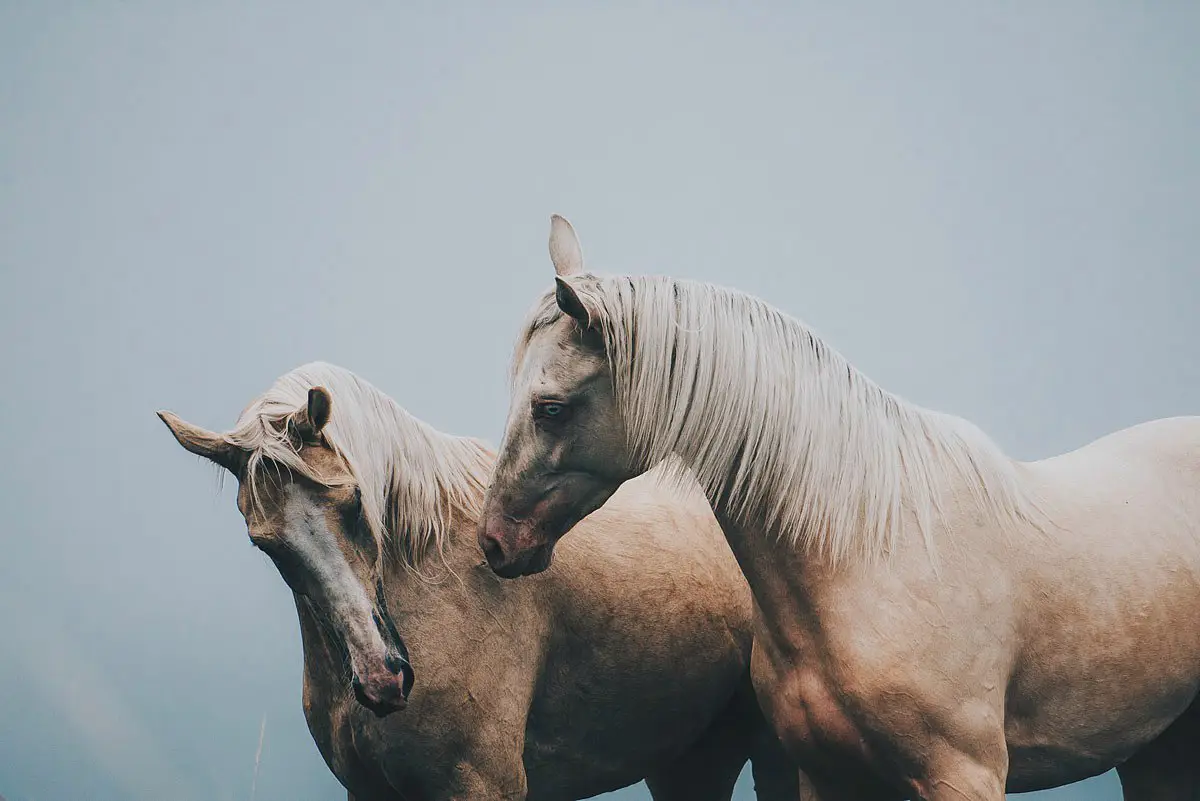 Polish Horses