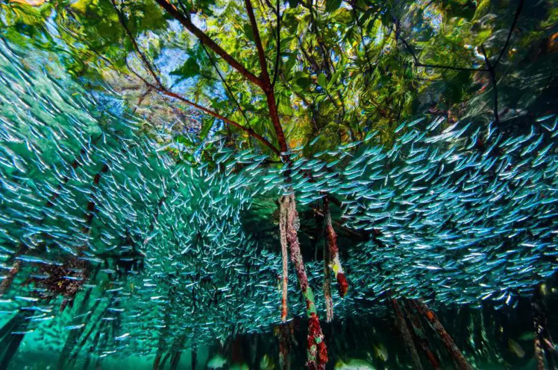 Лучшие фотографии от National Geographic.