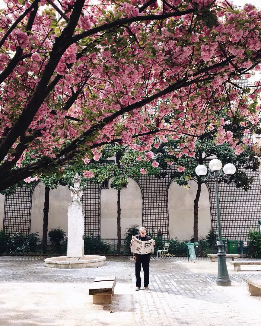 Blossoming Paris