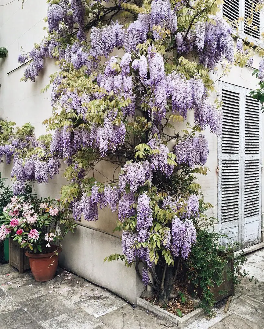 Blossoming Paris