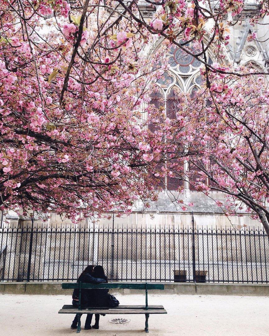 Blossoming Paris