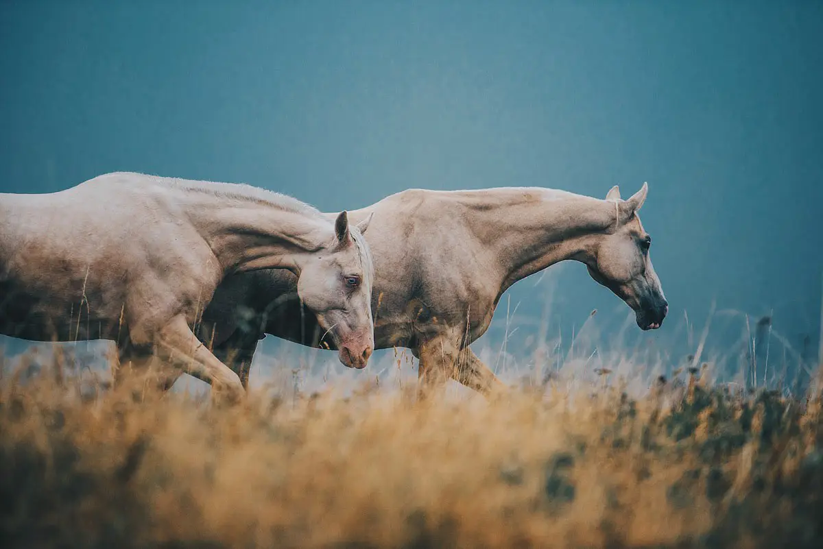 Polish Horses