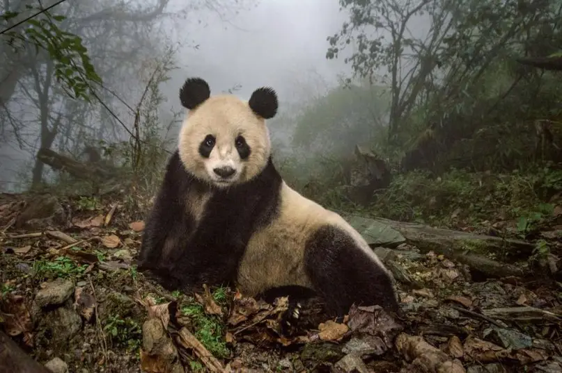 Лучшие фотографии от National Geographic.