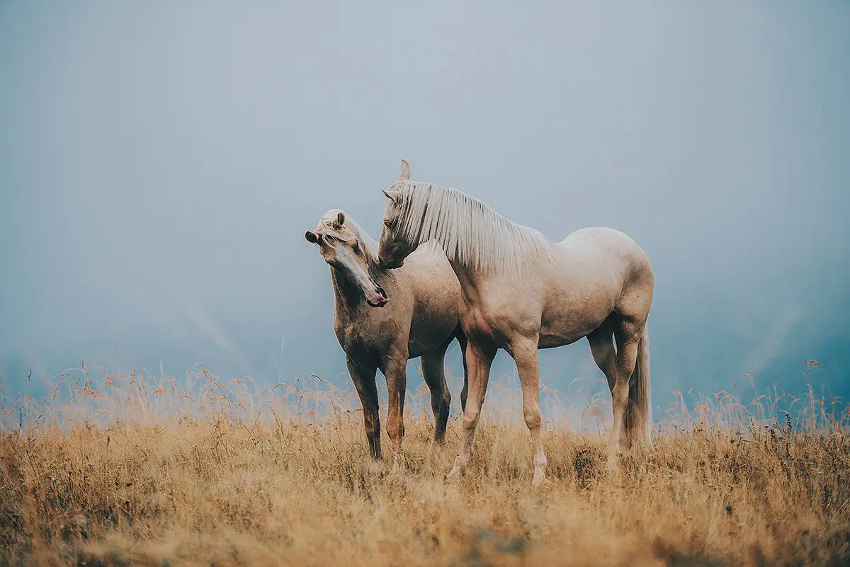 Polish Horses