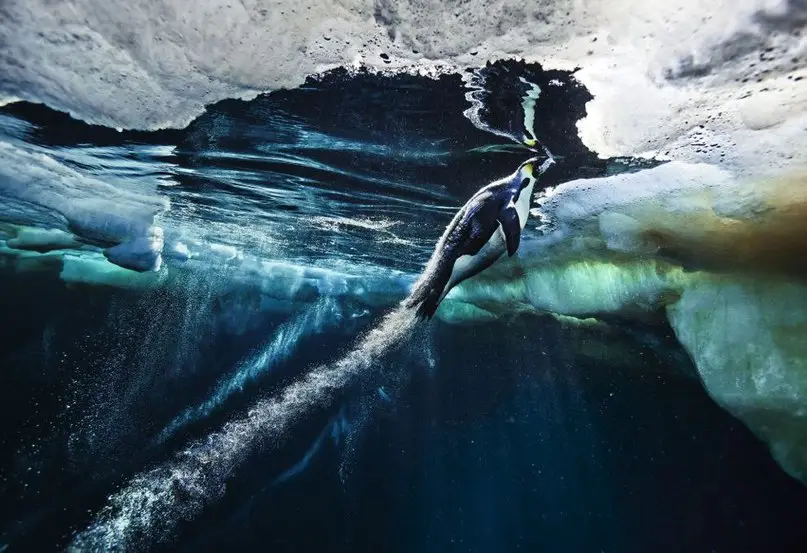 10 лучших фотографий из 125-летней истории National Geographic