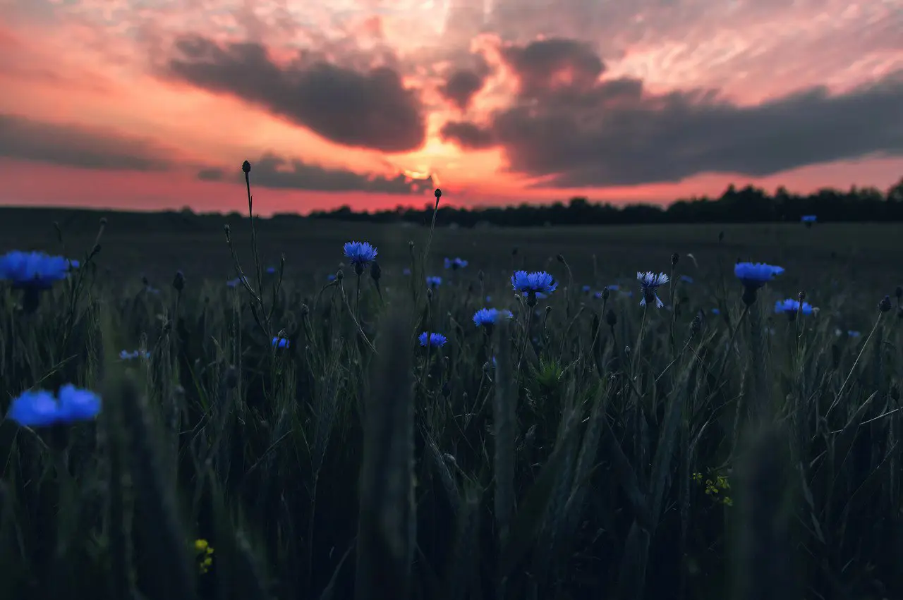 Wildflowers Joy by Denny Bitte