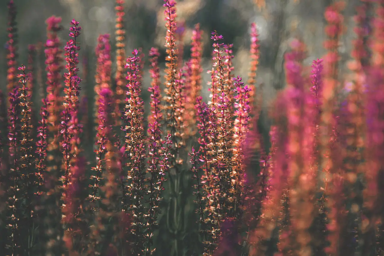 Wildflowers Joy by Denny Bitte