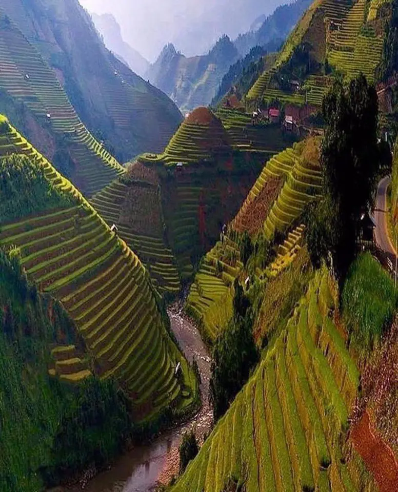 Rice fields in Bhutan