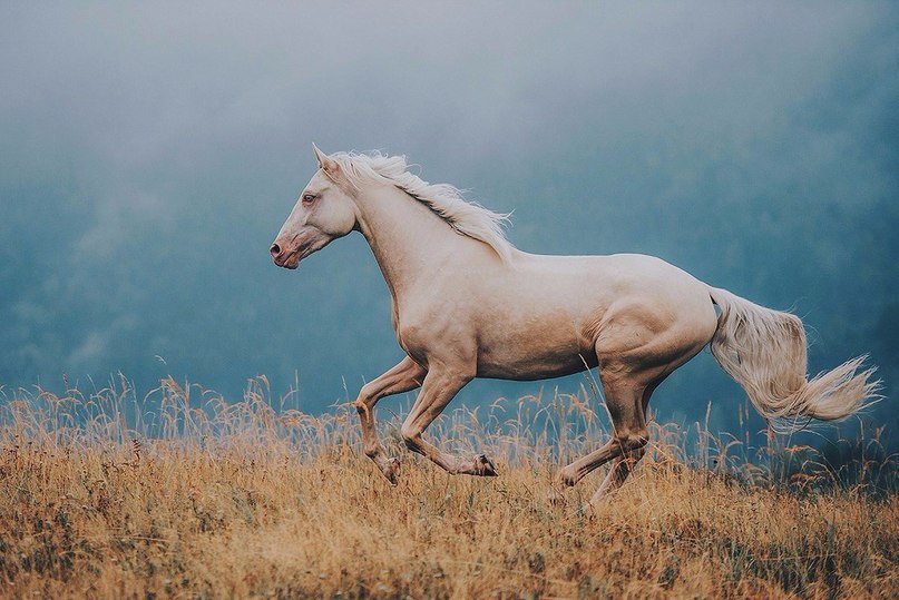 Что может быть прекраснее лошадей?