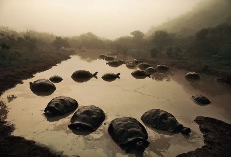 10 лучших фотографий из 125-летней истории National Geographic