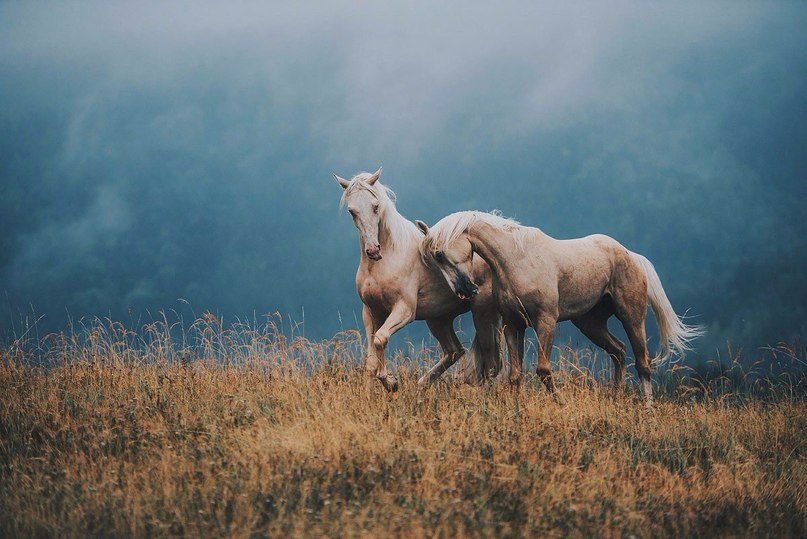 What can be more beautiful than horses?