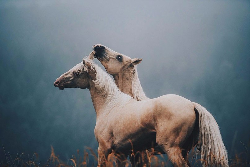 Что может быть прекраснее лошадей?