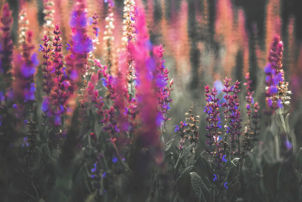Wildflowers Joy by Denny Bitte