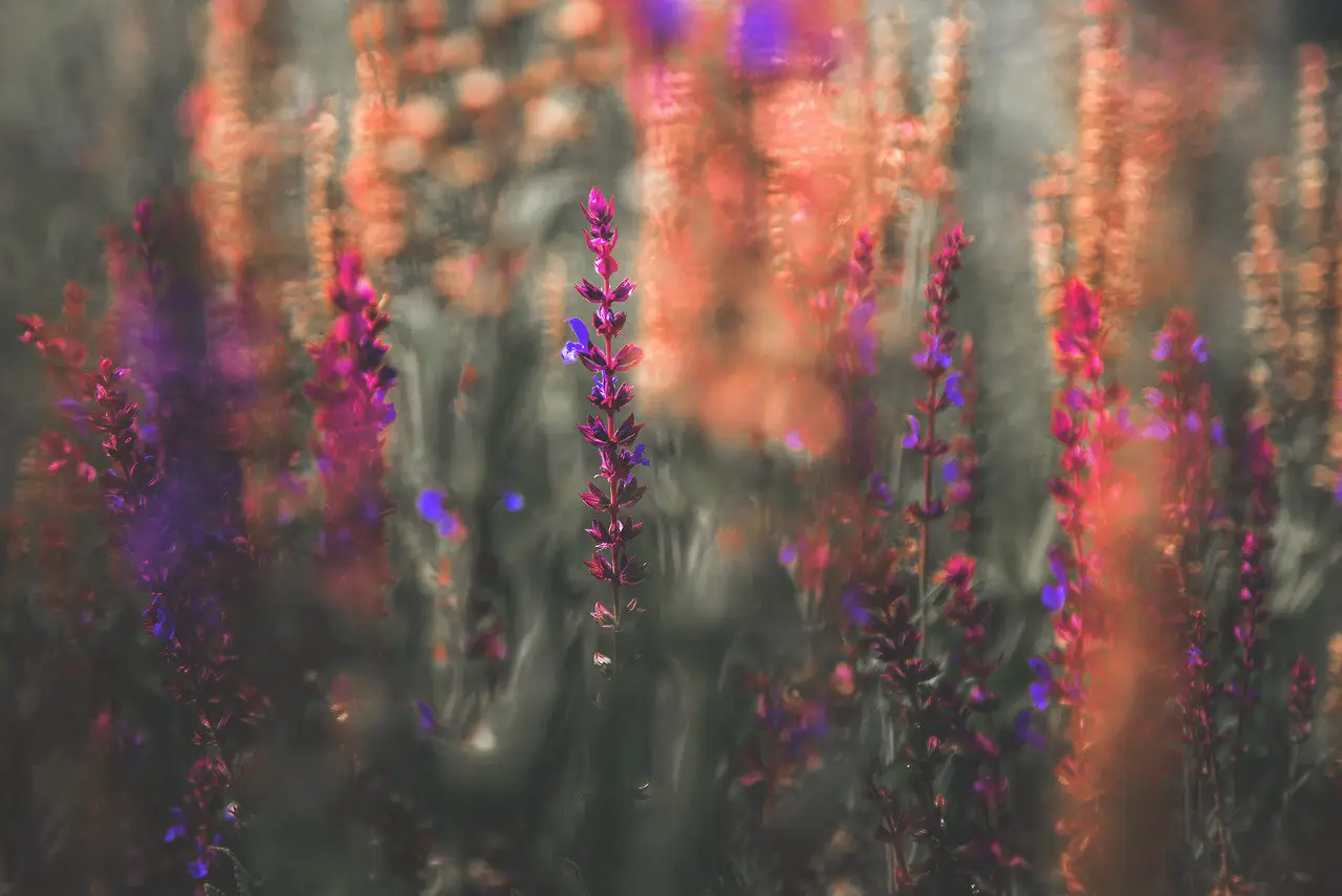 Wildflowers Joy by Denny Bitte