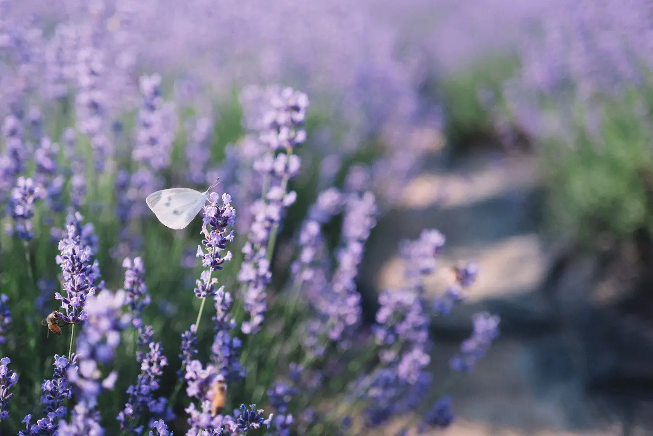 Lavender Paradise
