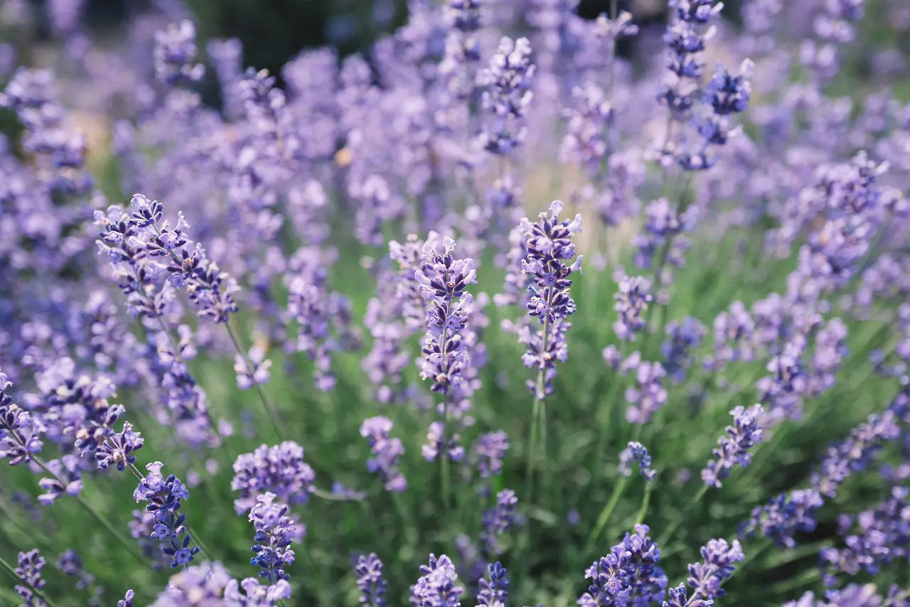 Lavender Paradise