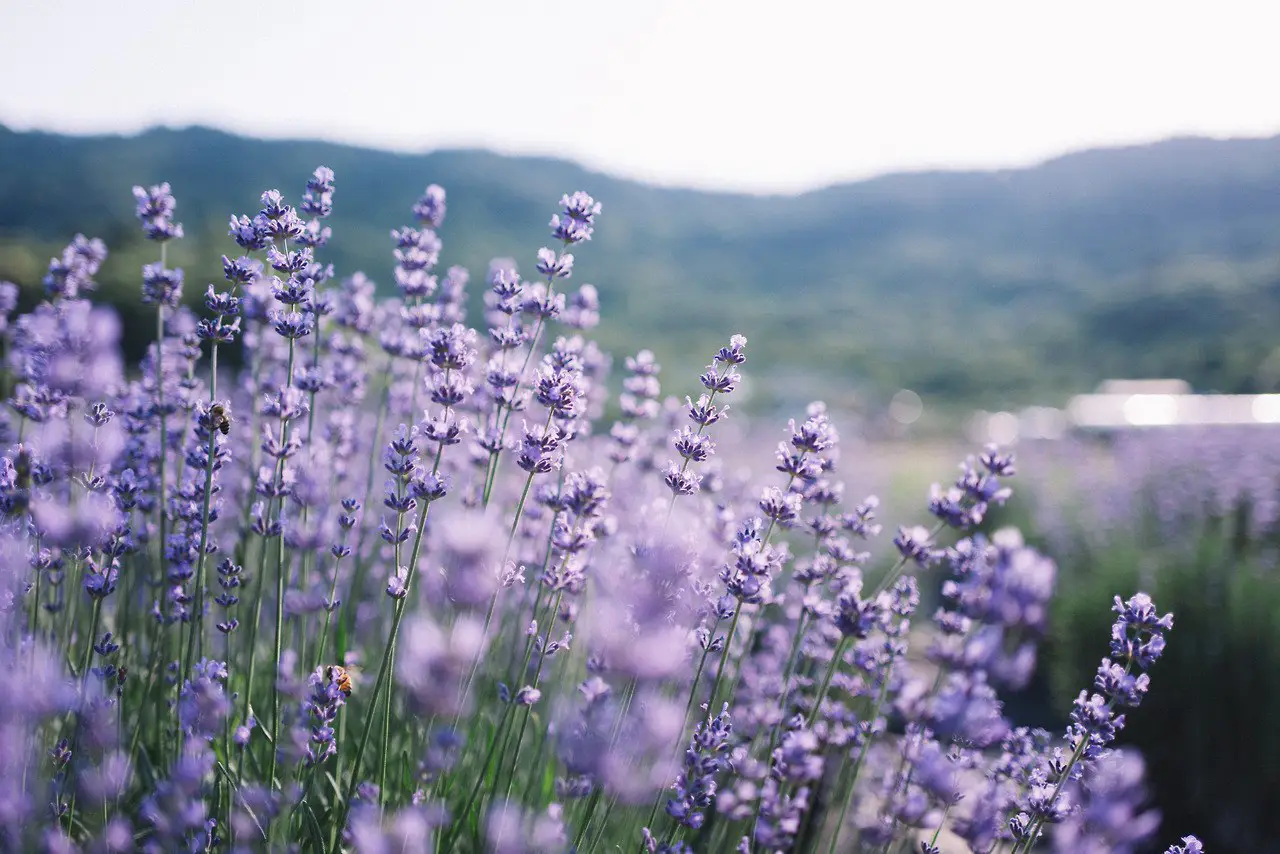 Lavender Paradise