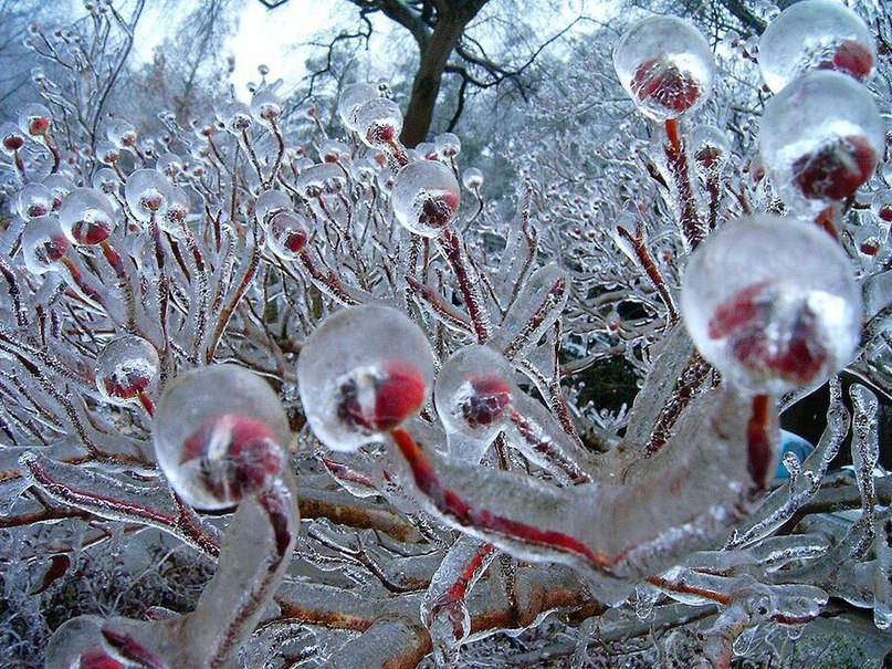 The crystal magnificence of icy nature.