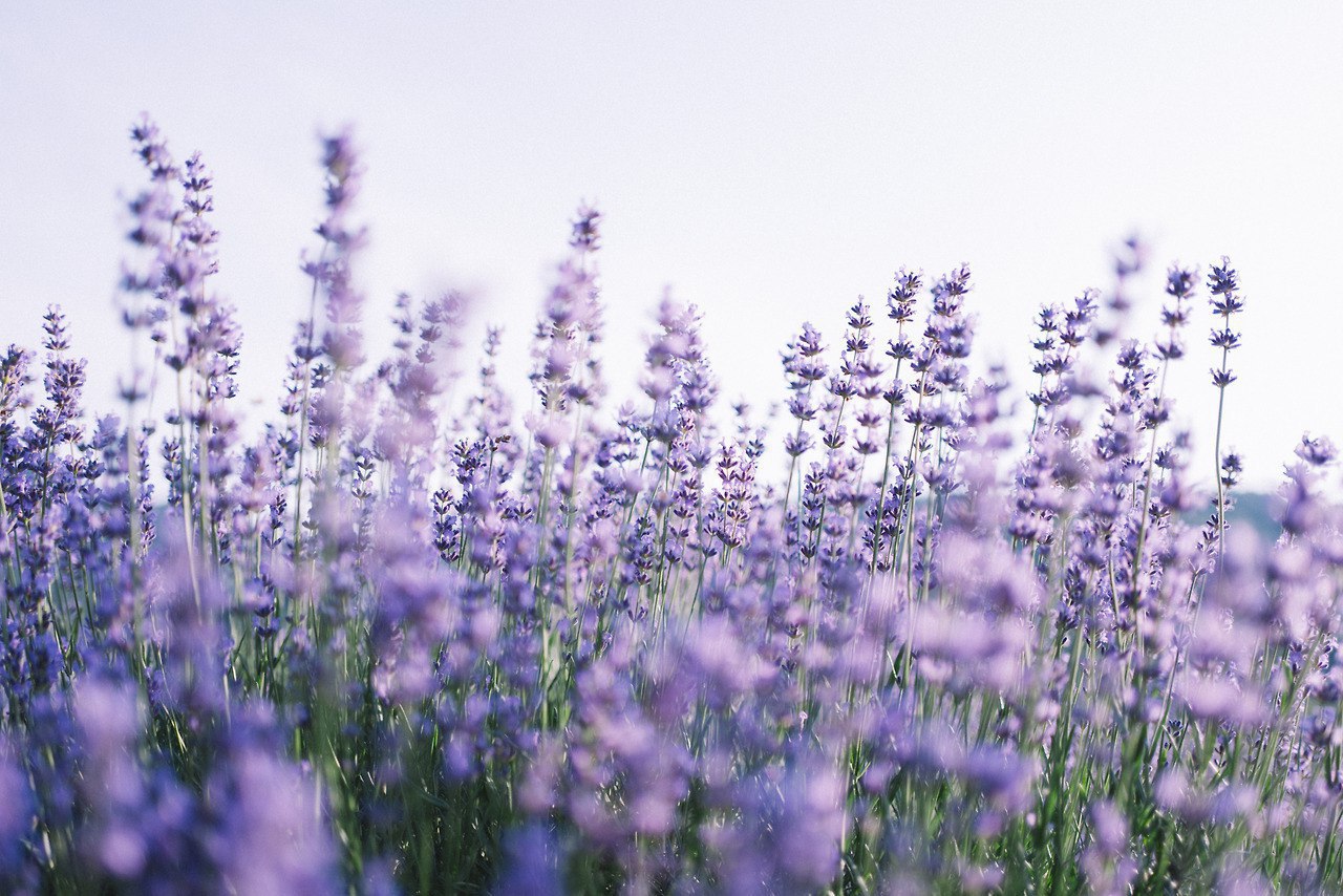 Lavender Paradise