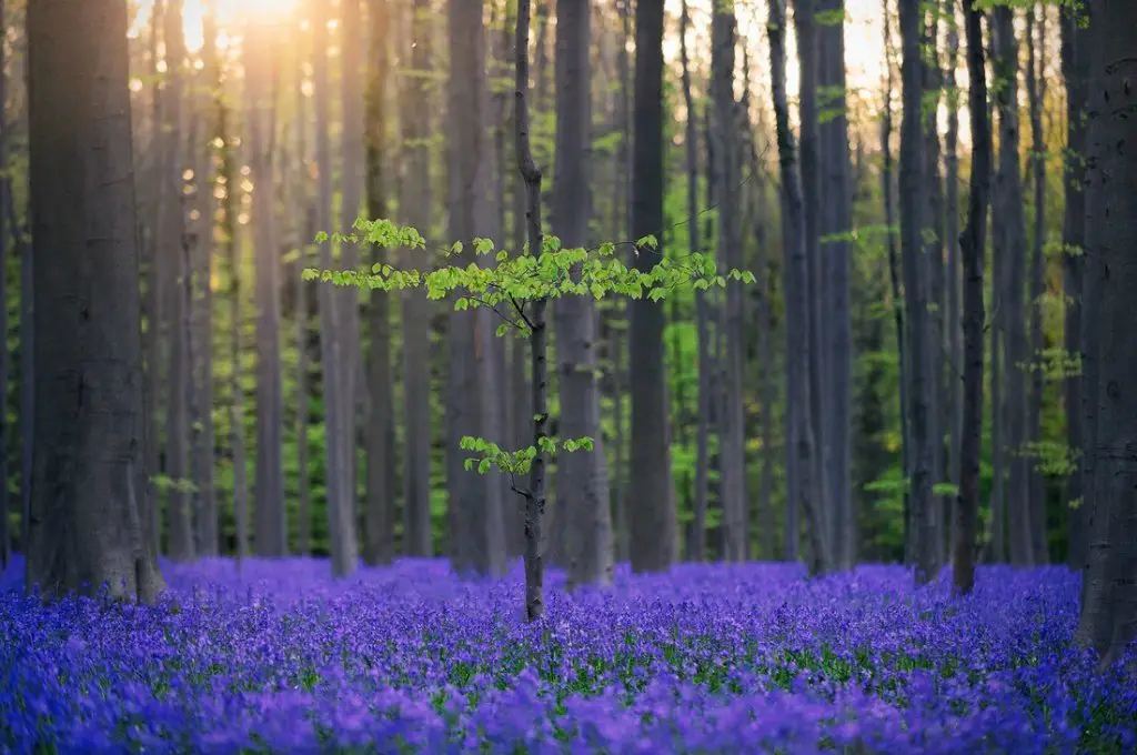 Belgian forest, littered with bells near Brussels