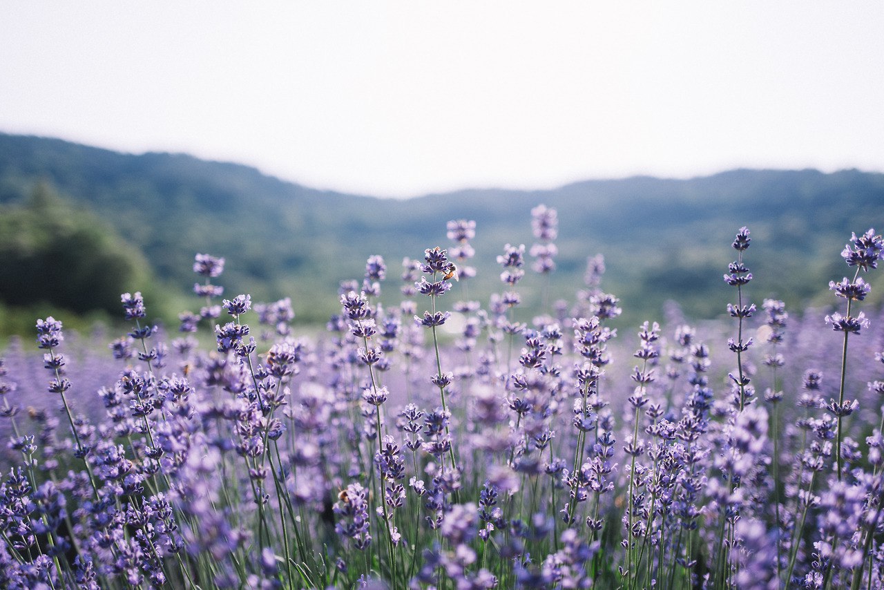 Lavender Paradise