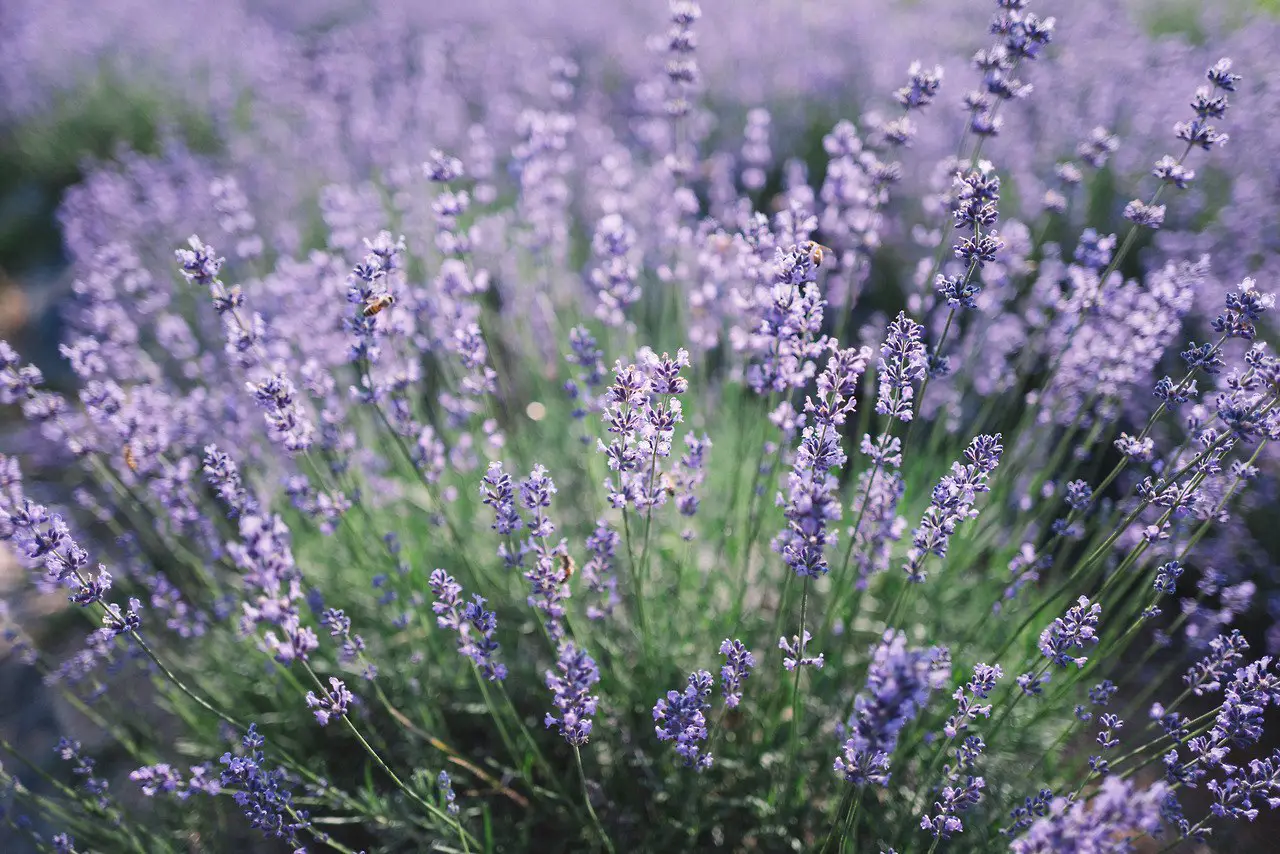 Lavender Paradise