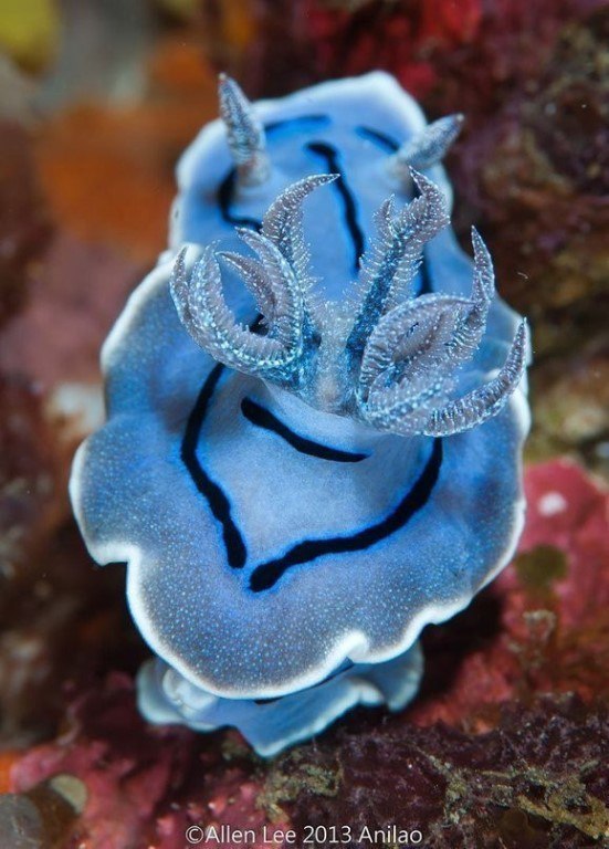 Потрясающие морские моллюски.