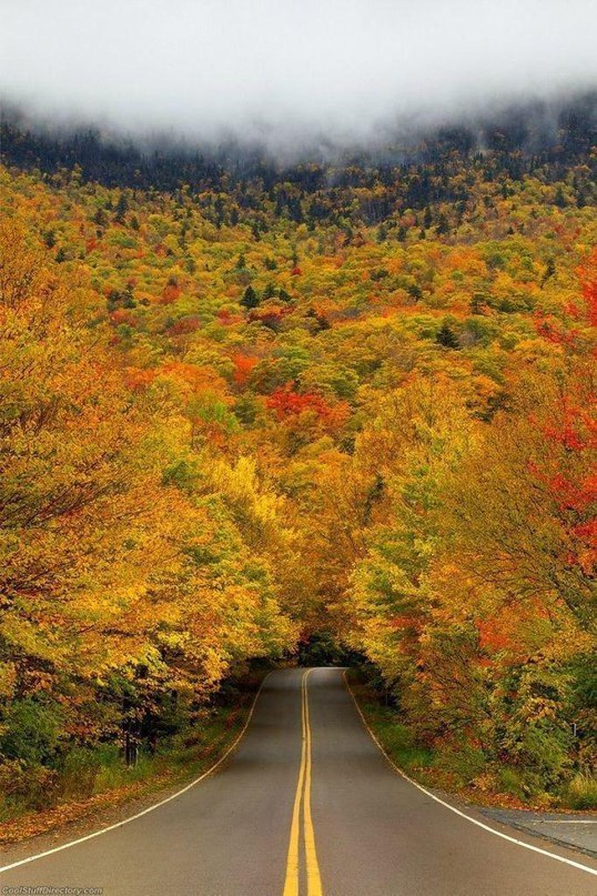Туннель из деревьев