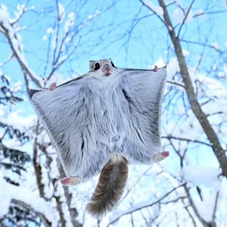 Зимняя сказка