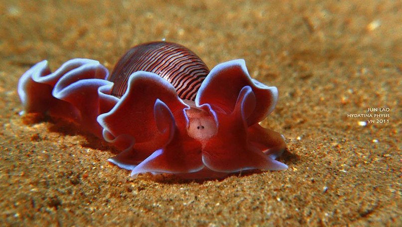 Потрясающие морские моллюски.