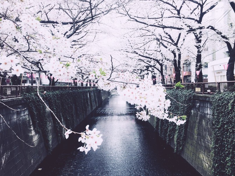 Цвітіння сакури в Токіо