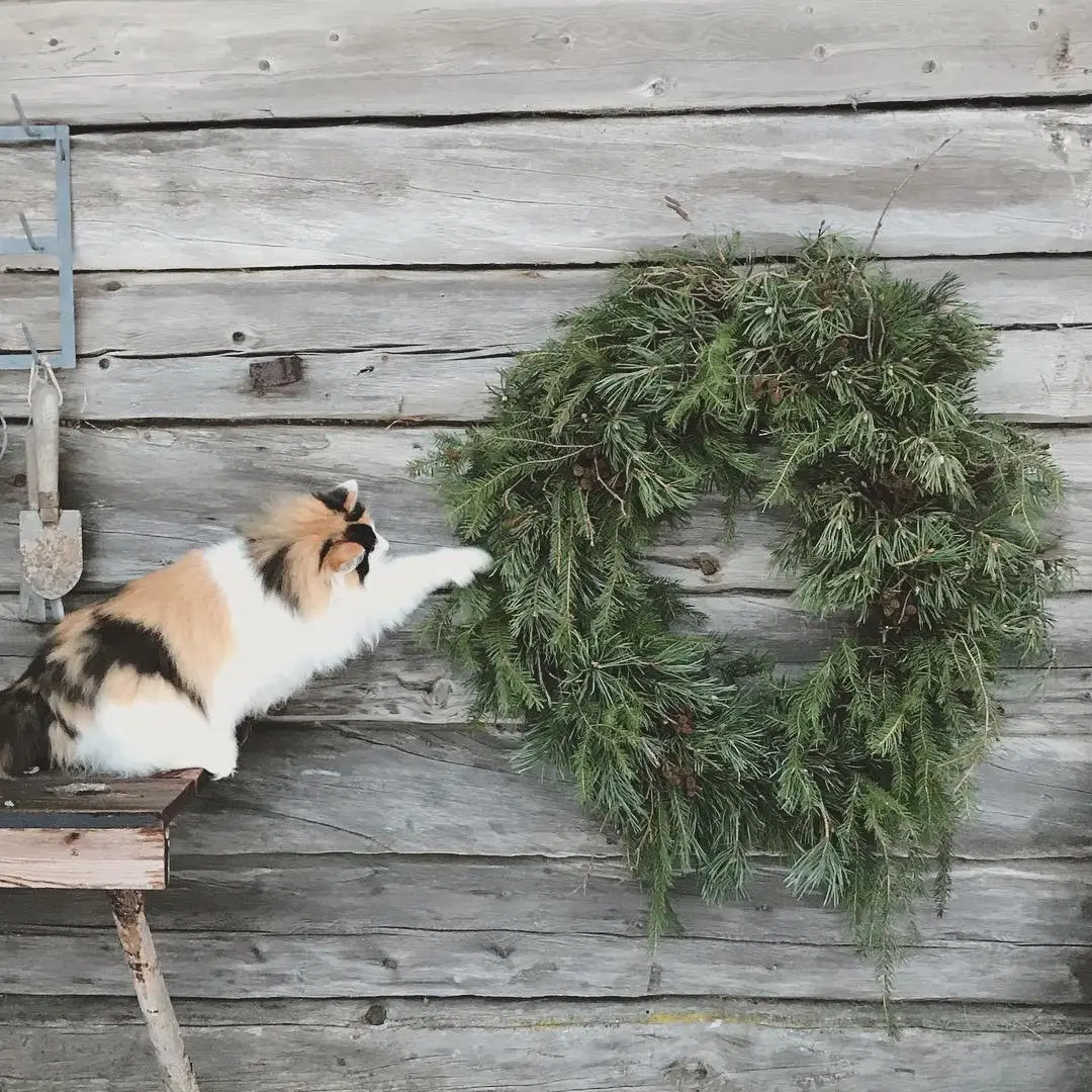 Норвежская сказка