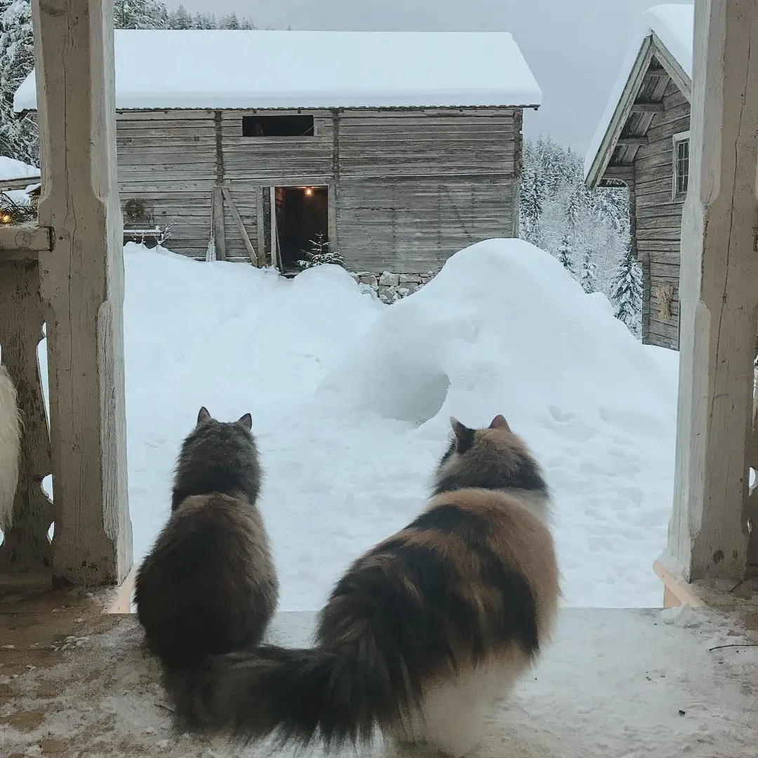 Норвежская сказка