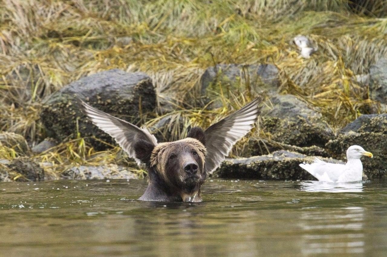 Победители конкурса Comedy Wildlife Photography Award