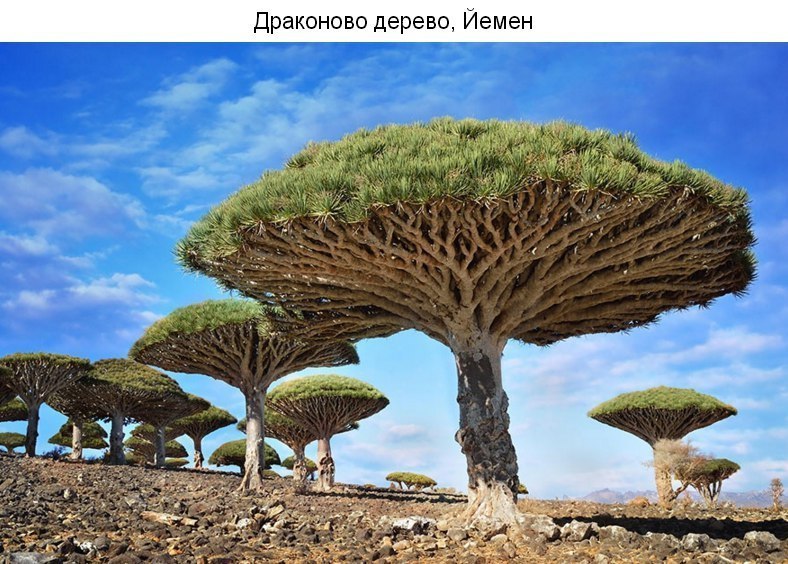 Самые красивые деревья мира