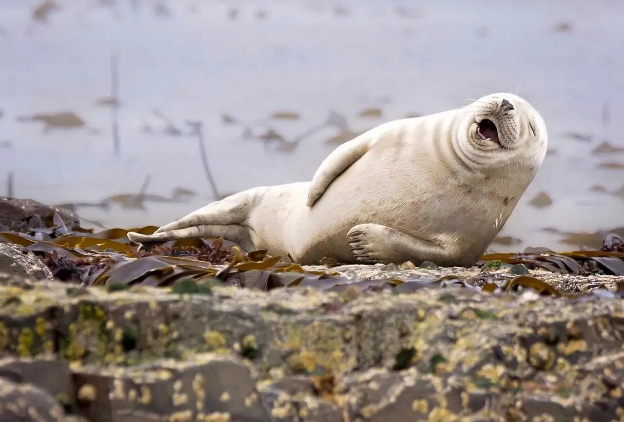 Победители конкурса Comedy Wildlife Photography Award