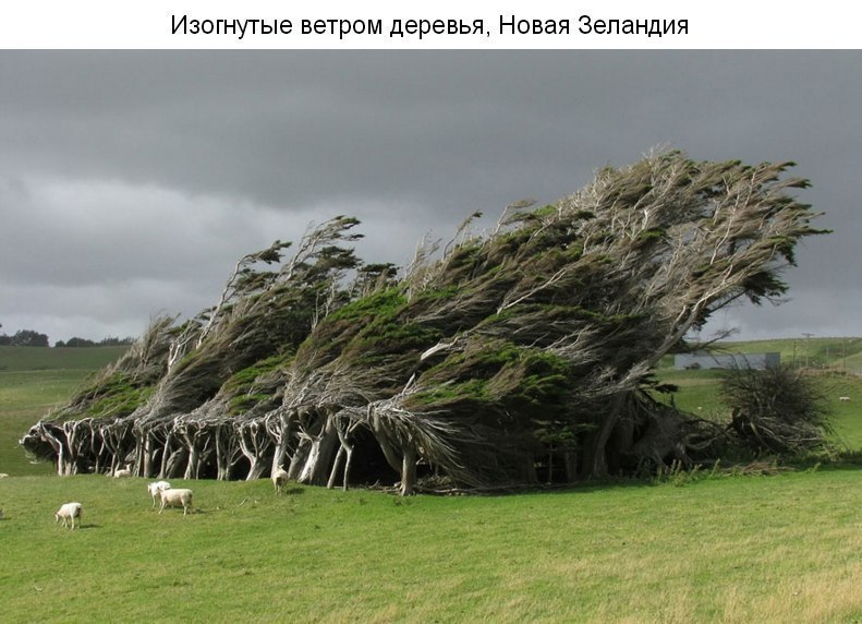 The most beautiful trees in the world