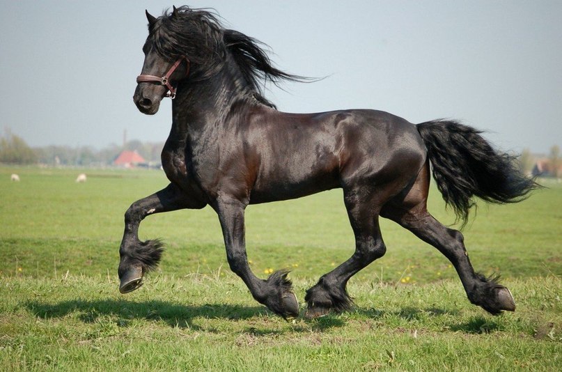 Восхитительная фризская лошадь