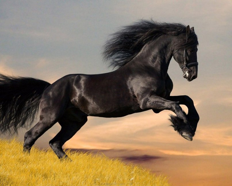 A delightful Frisian horse
