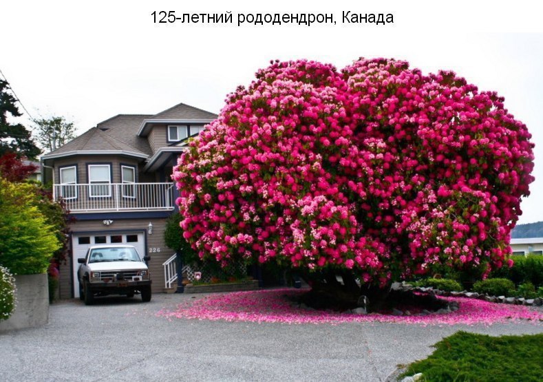 Самые красивые деревья мира