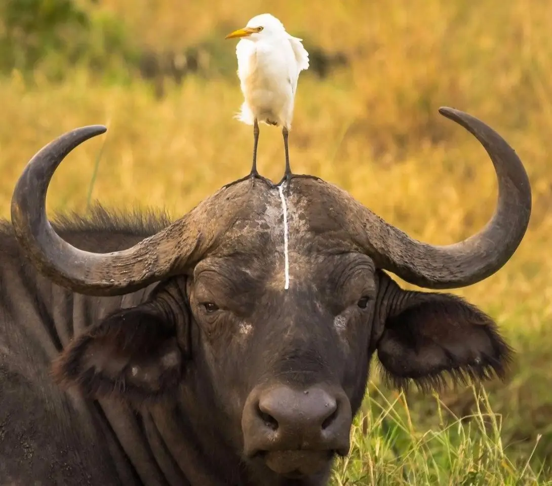 Победители конкурса Comedy Wildlife Photography Award