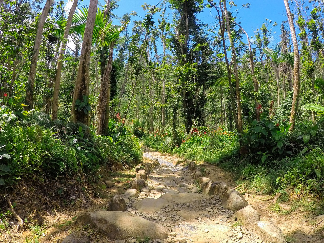 El Yunque National ForestНациональный парк, Пуэрто Рико