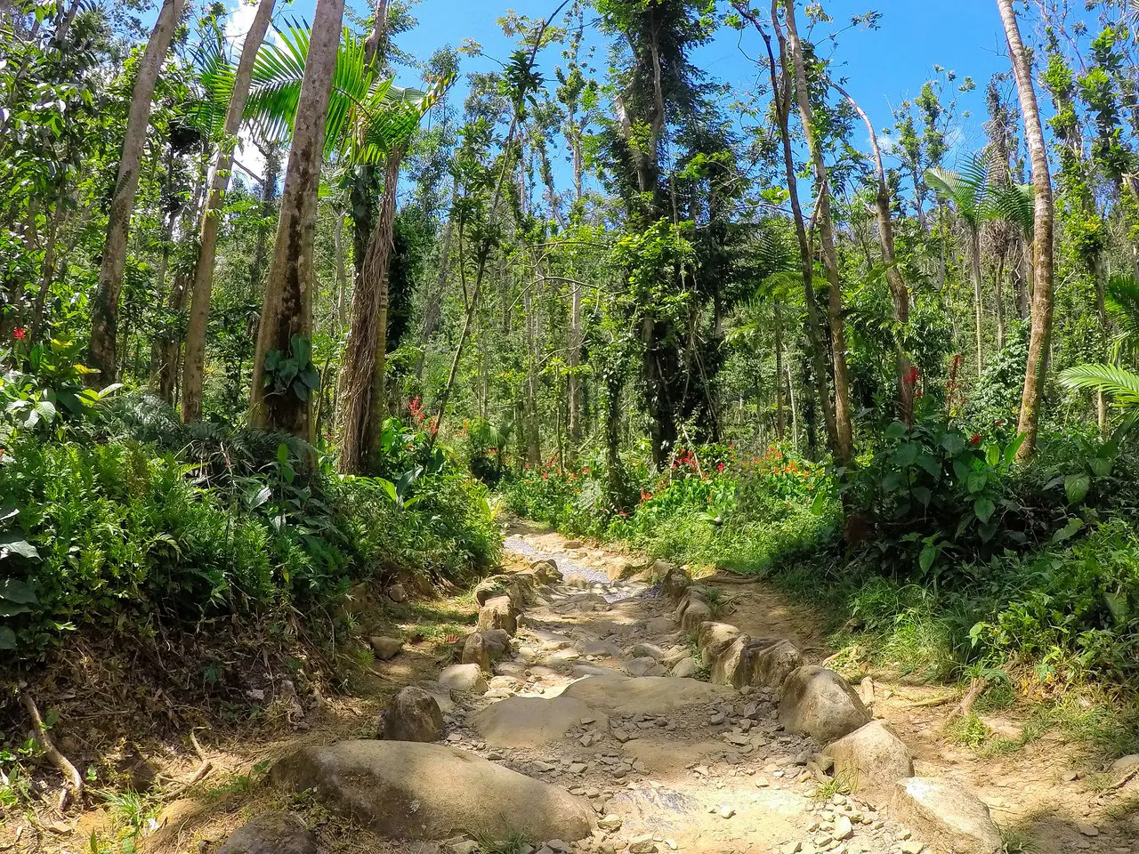 El Yunque National ForestНациональный парк, Пуэрто Рико