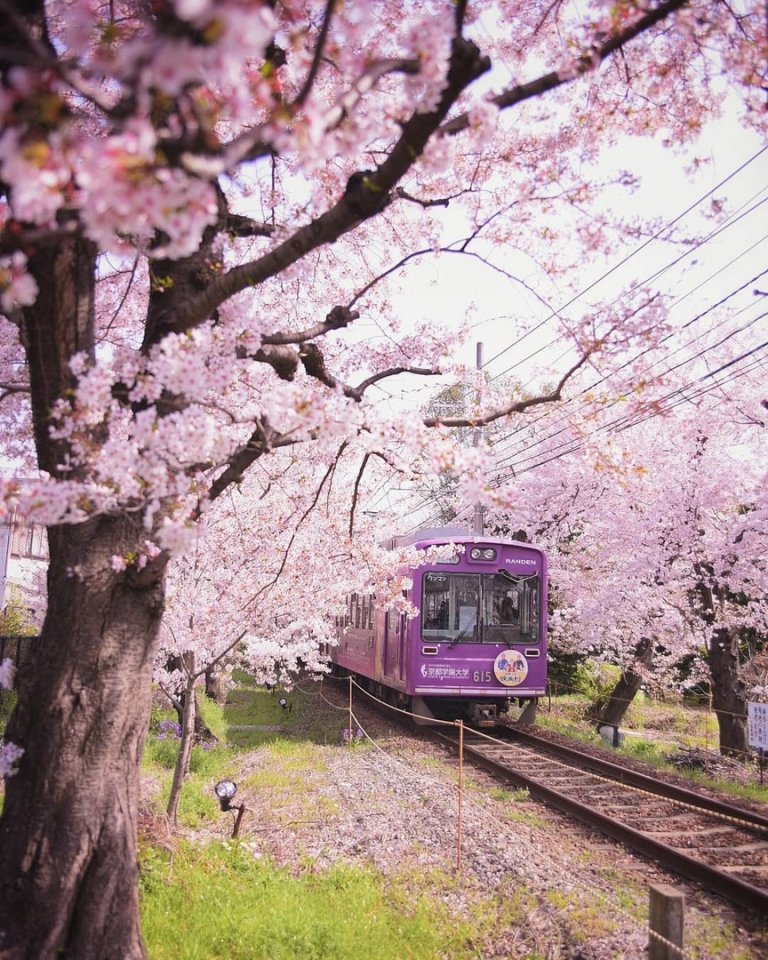 Sakura is the symbol of Japan