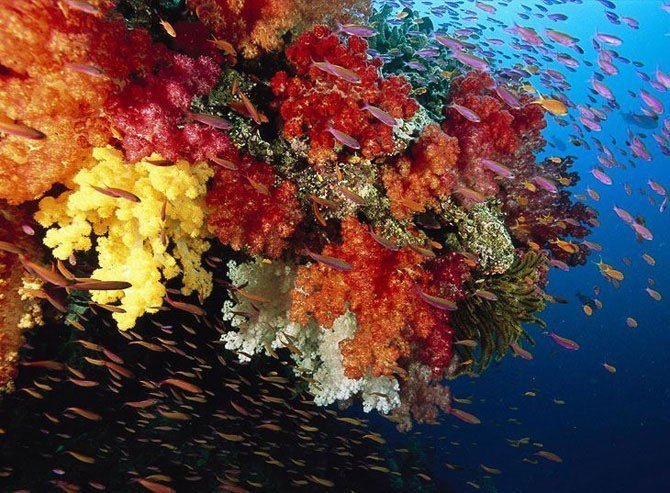 Кораллы - это настоящие морские цветы