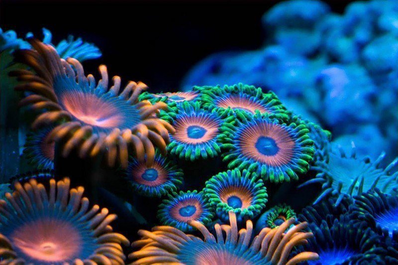 Corals are real sea flowers