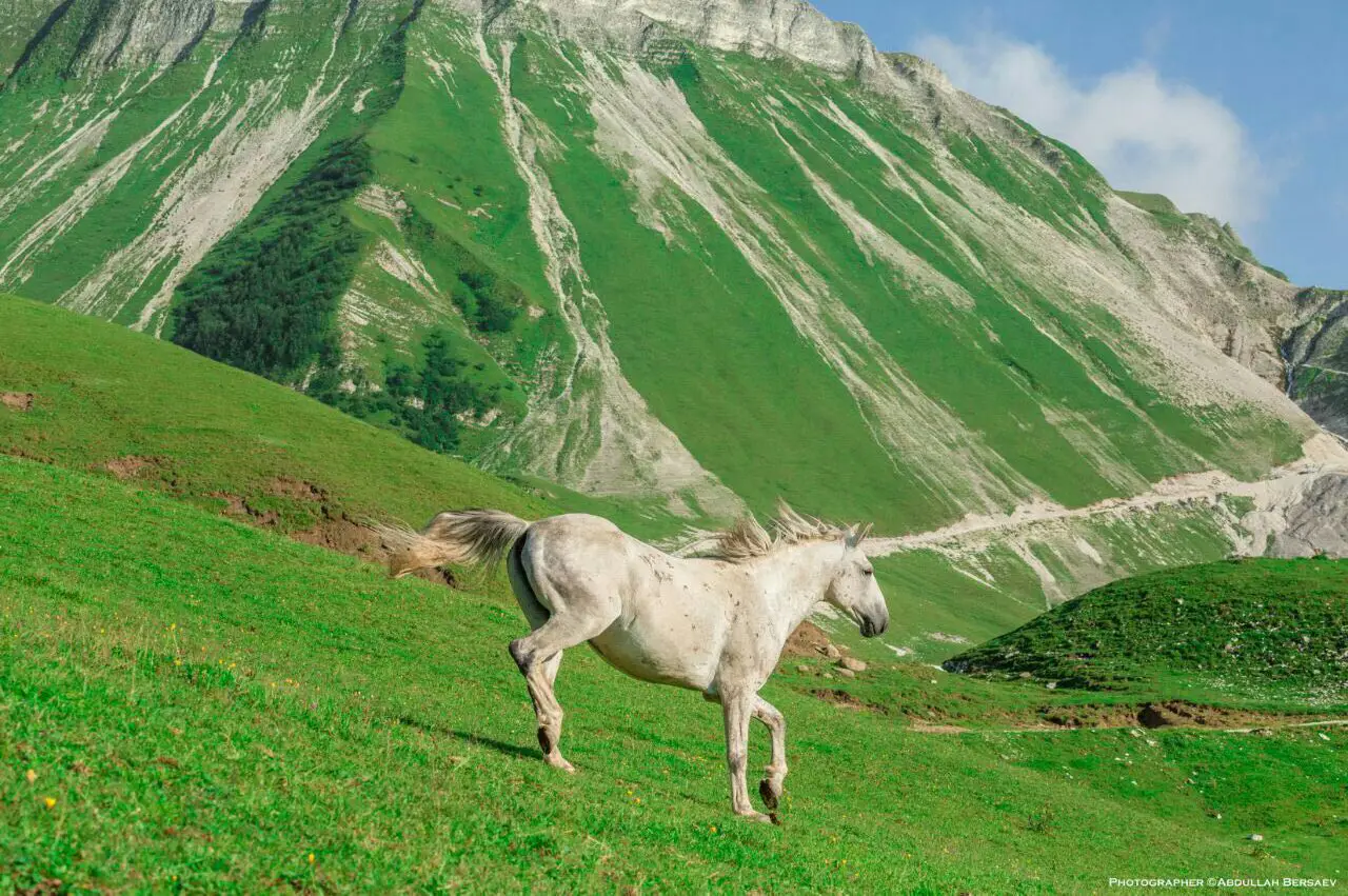 Pricho Chechen