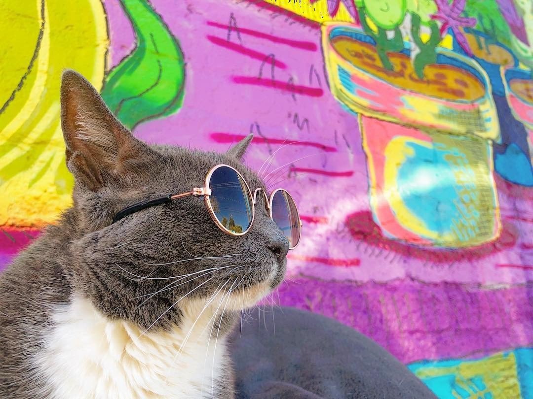 Кошка, которая вынуждена носить очки из-за болезни, стала иконой стиля