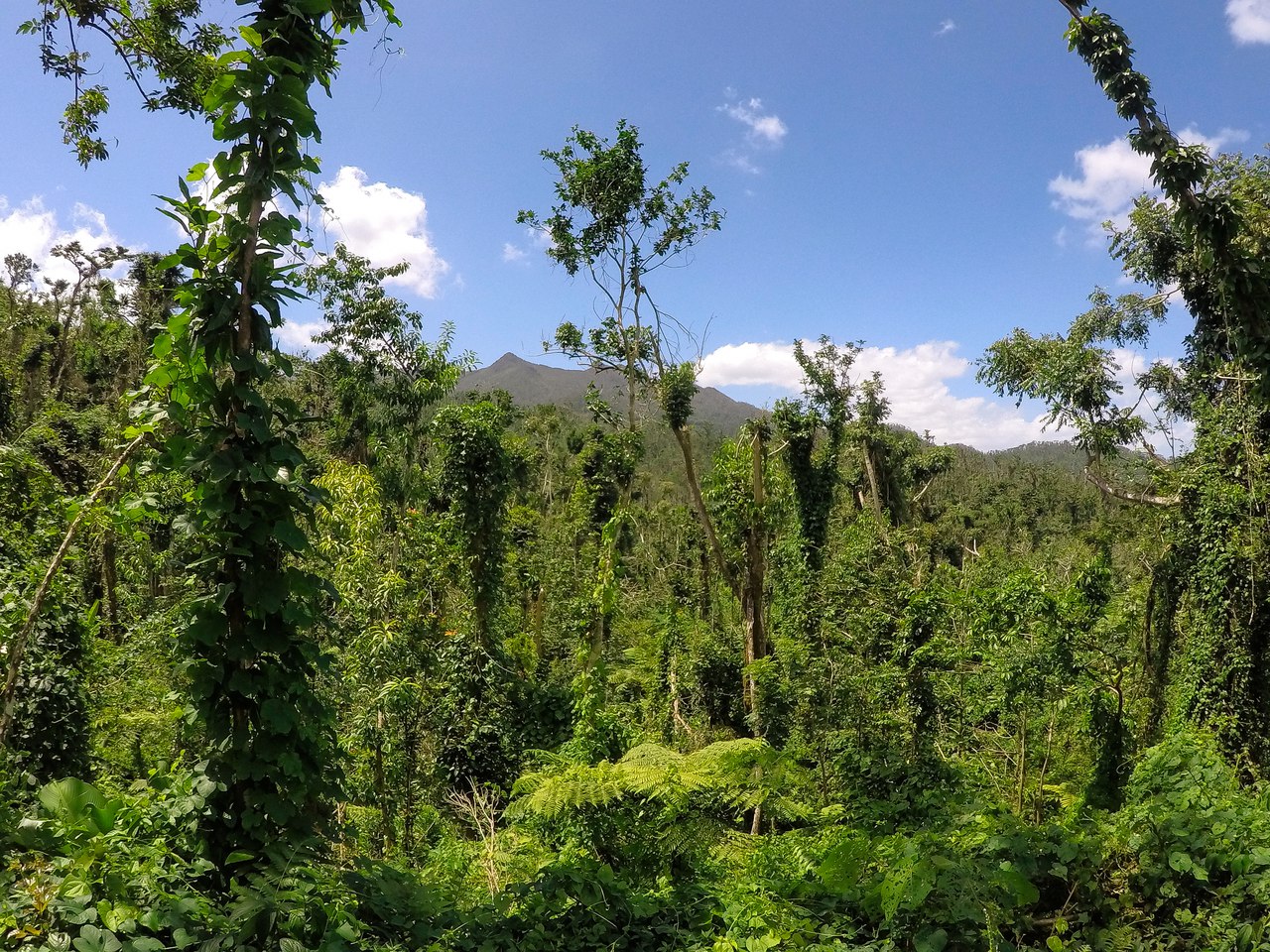 El Yunque National ForestНациональный парк, Пуэрто Рико